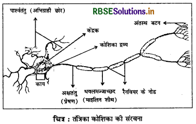RBSE Solutions for Class 11 Psychology Chapter 3 मानव व्यवहार के आधार 1
