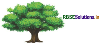 RBSE 3rd Class Maths Solutions Chapter 13 लम्बाई मापन 5