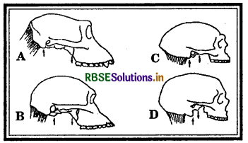 RBSE Class 11 Psychology Important Questions Chapter 1 From the Beginning of Time 6