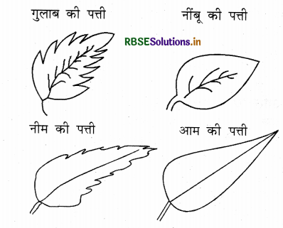 RBSE Solutions for Class 3 EVS Chapter 5 हरी-हरी पत्तियाँ 1