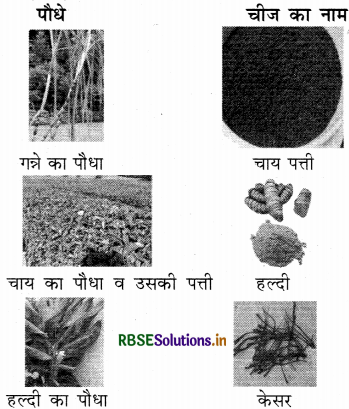 RBSE Solutions for Class 3 EVS Chapter 9 भोजन में विविधता 3
