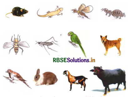 RBSE Solutions for Class 3 EVS Chapter 15 मेरा घर और उनका घर 2