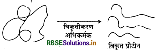 RBSE Solutions for Class 12 Chemistry Chapter 14 जैव-अणु 36