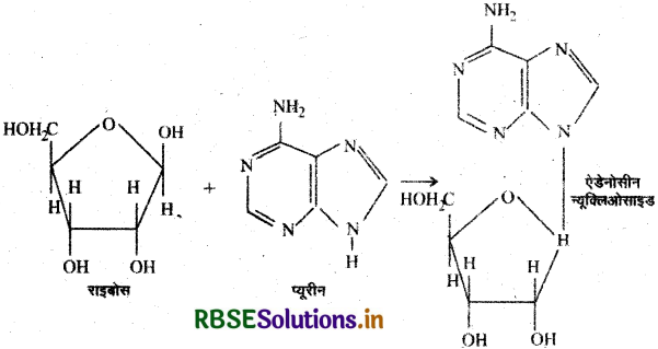 RBSE Solutions for Class 12 Chemistry Chapter 14 जैव-अणु 38
