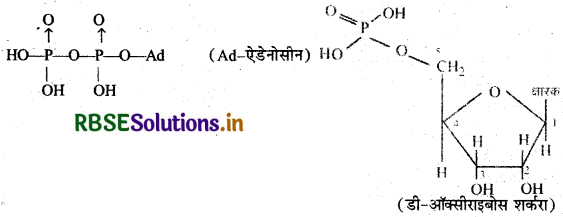 RBSE Solutions for Class 12 Chemistry Chapter 14 जैव-अणु 39
