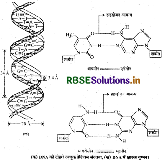 RBSE Solutions for Class 12 Chemistry Chapter 14 जैव-अणु 40