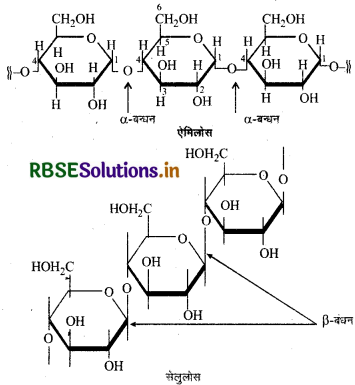 RBSE Solutions for Class 12 Chemistry Chapter 14 जैव-अणु 6