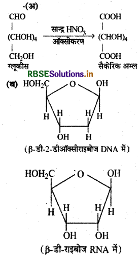 RBSE Class 12 Chemistry Important Questions Chapter 14 जैव-अणु 13