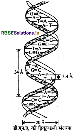 RBSE Class 12 Chemistry Important Questions Chapter 14 जैव-अणु 17