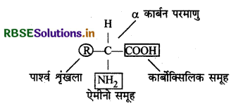 RBSE Class 12 Chemistry Important Questions Chapter 14 जैव-अणु 24