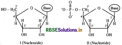 RBSE Solutions for Class 12 Chemistry Chapter 14 Biomolecules 10