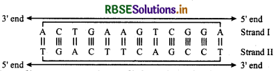 RBSE Solutions for Class 12 Chemistry Chapter 14 Biomolecules 11