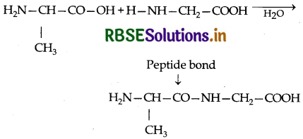 RBSE Class 12 Chemistry Important Questions Chapter 14 Biomolecules 12