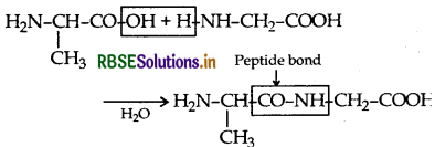RBSE Class 12 Chemistry Important Questions Chapter 14 Biomolecules 18