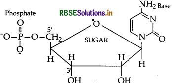 RBSE Class 12 Chemistry Important Questions Chapter 14 Biomolecules 22