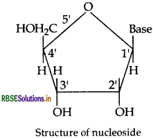 RBSE Class 12 Chemistry Important Questions Chapter 14 Biomolecules 23