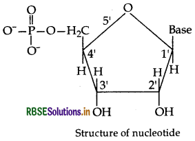 RBSE Class 12 Chemistry Important Questions Chapter 14 Biomolecules 24