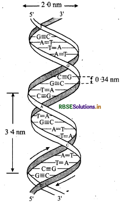 RBSE Class 12 Chemistry Important Questions Chapter 14 Biomolecules 26