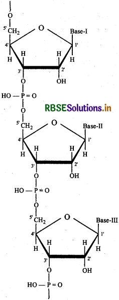 RBSE Class 12 Chemistry Important Questions Chapter 14 Biomolecules 27