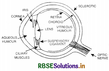 RBSE Class 12 Physics Important Questions Chapter 9 Ray Optics and Optical Instruments 113