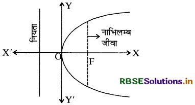 RBSE Solutions for Class 11 Maths Chapter 11 शंकु परिच्छेद Ex 11.2 1