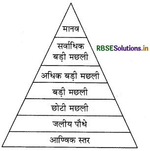 RBSE Solutions for Class 11 Chemistry Chapter 14 पर्यावरणीय रसायन 6